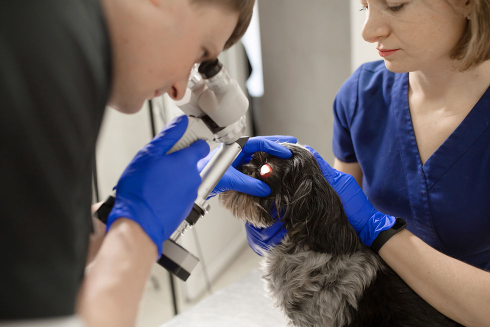 Glaucoma in Dogs: Spot the Signs & Symptoms