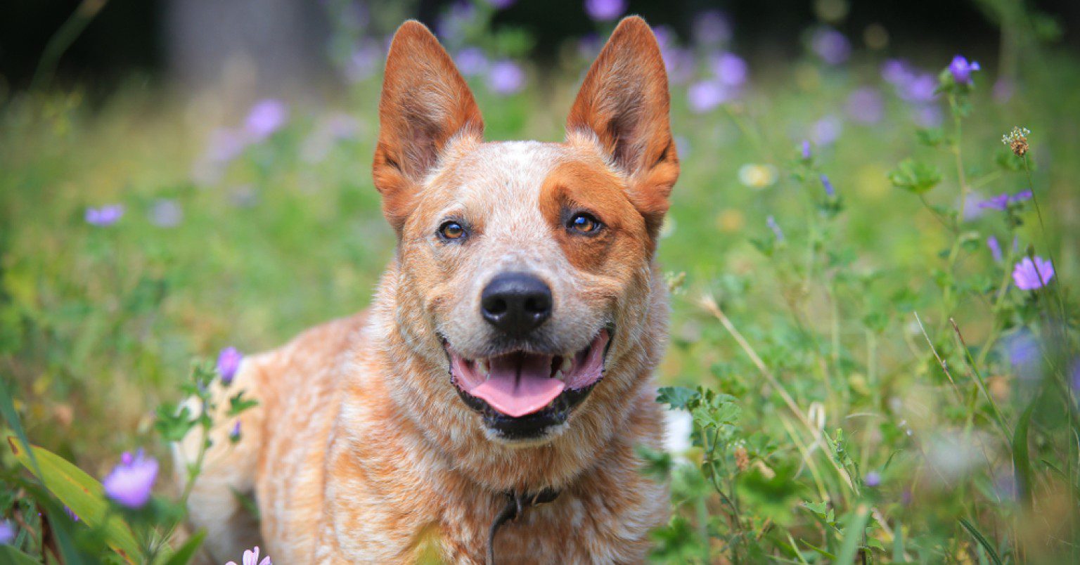 An Australian Cattle Dog among purple wildflowers