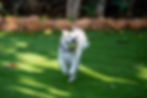Small dog with a milky eye joyfully runs on green grass, holding a tennis ball. Sunlight casts shadows, with a stone border and trees in the background.