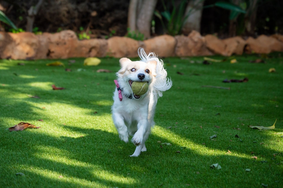 Small dog with a milky eye joyfully runs on green grass, holding a tennis ball. Sunlight casts shadows, with a stone border and trees in the background.
