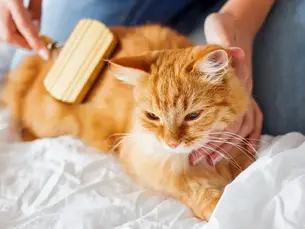 cat being groomed