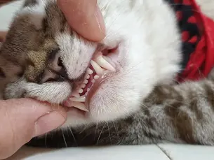 cat having teeth examined showing off it's front teeth