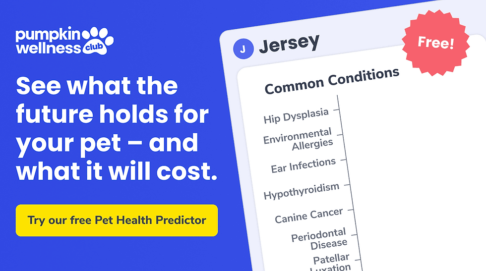 Gif showcasing the Pet Health Predictor, text reads Pumpkin Wellness Club See what the future holds for your pet - and what it will cost. Try our free Pet Health Predictor. Jersey Common Conditions, Hip Dysplasia, Environmental Allergies, Ear Infections, Hypothyroidism, Canine Cancer, Periodontal Disease