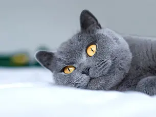 cat with arthritis laying down