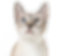 curious cat