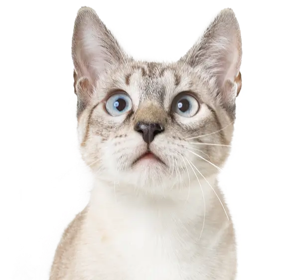 curious cat