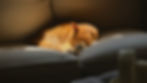 Orange cat asleep on a gray couch in a sunbeam, with white candles in the foreground.