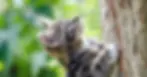 How Do Cats Get Worms?