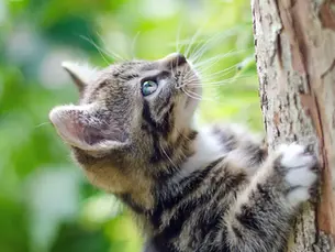 cat climbing a tree