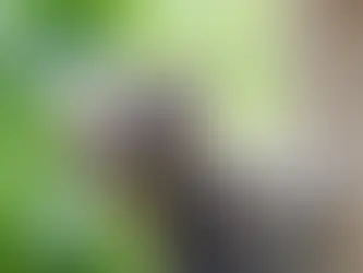 cat climbing a tree