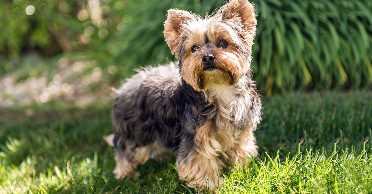 a small and cute yorkshire terrier standing on grass in the sunshine