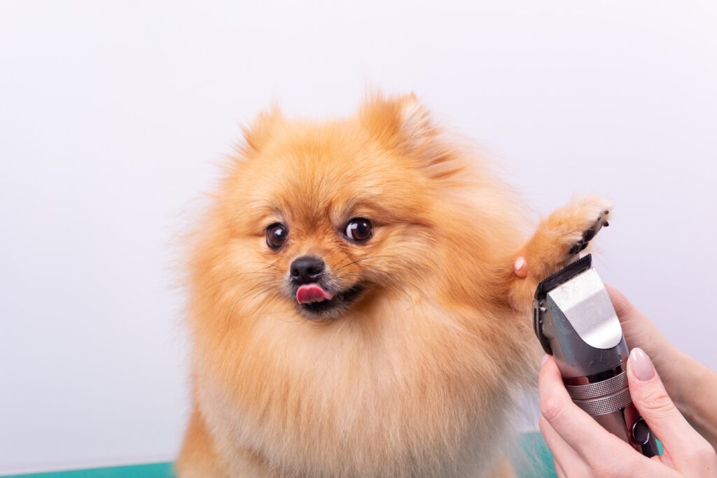 Fluffy Pomeranian getting its paw trimmed with clippers. The dog has a playful expression, with its tongue out, against a plain backdrop.