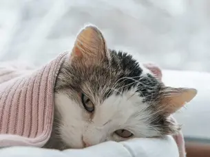 sick cat sleeping in a blanket