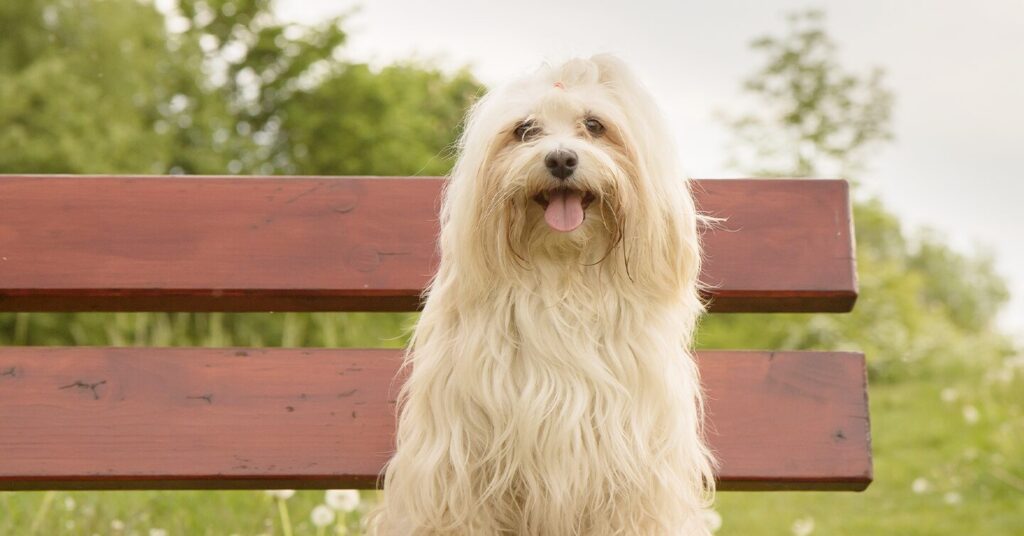 havanese_easiest-dogs-to-train