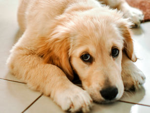 puppy laying on cool floor after throwing up