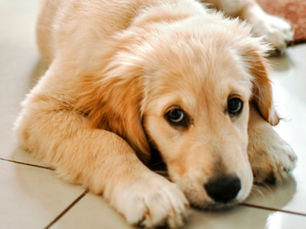 puppy laying on cool floor after throwing up