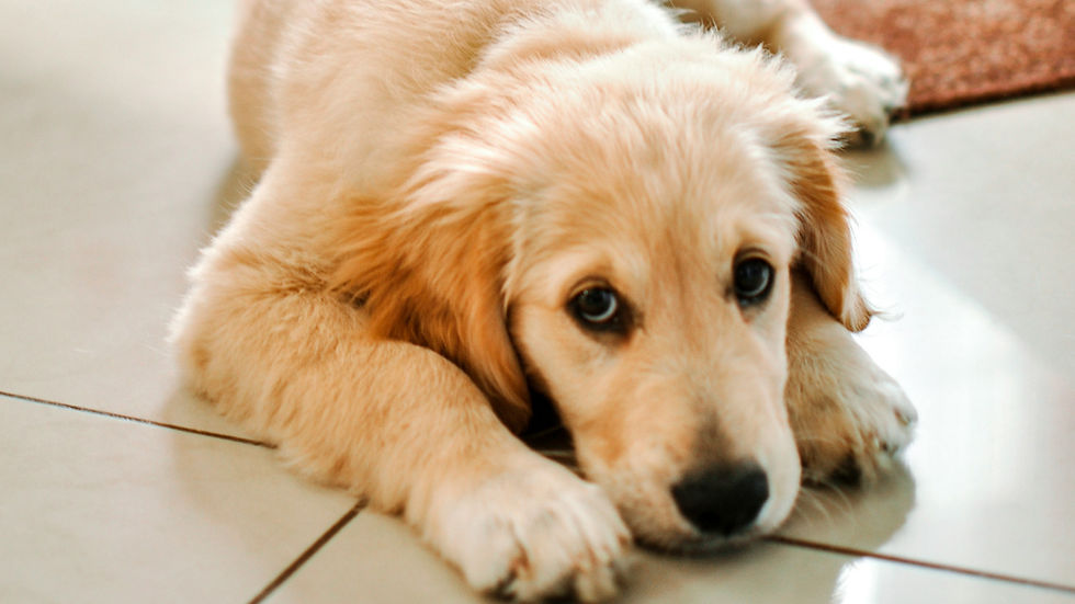 Why Do Puppies Throw Up?