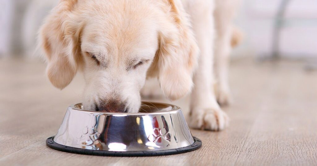 puppy-eating_should-i-get-a-dog