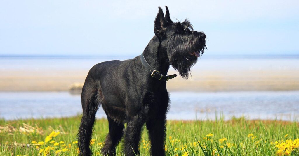 a giant Schnauzer posing next to a lake