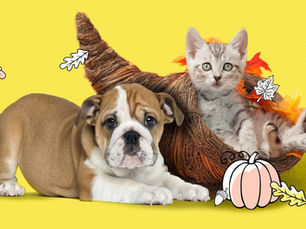 puppy and kitten in a thanksgiving cornucopia