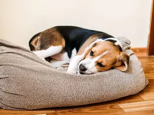 dog with parvo sleeping on bed