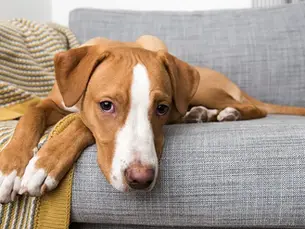 dog laying on couch with heart murmur