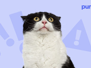 cat looking shocked surrounded by dollar signs