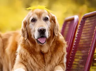 senior dog sitting on a bench with a leaf on her head