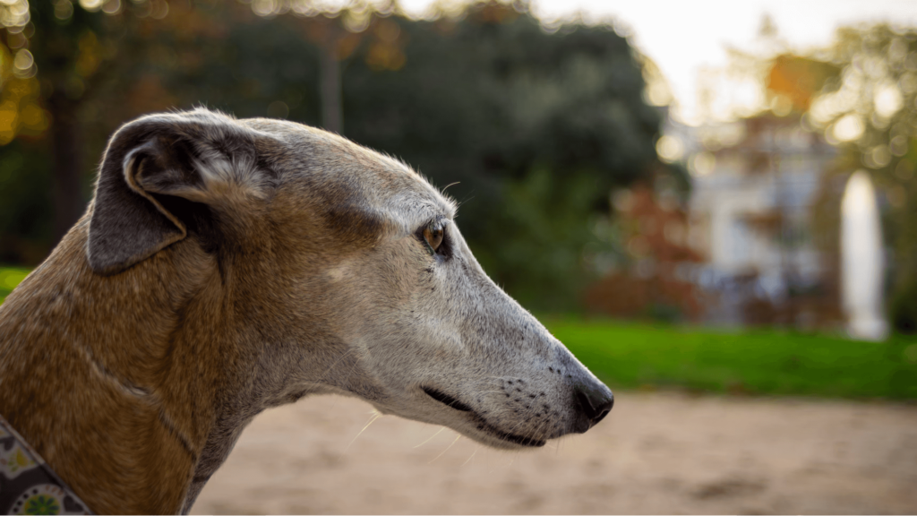 Greyhound dog breed