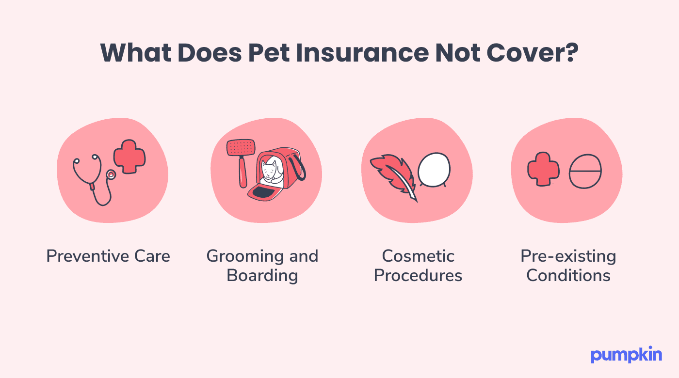 Visualization of four things that pet insurance does not cover with illustrated symbols.