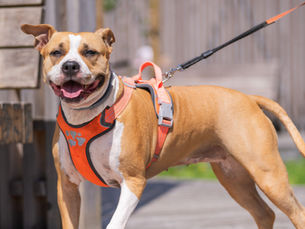 dog with a wart on elbow being walked in a harness