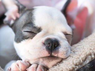 What You Need To Know Before Adopting a Puppy