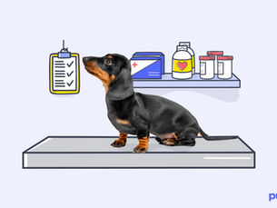 dog waiting on emergency vet table