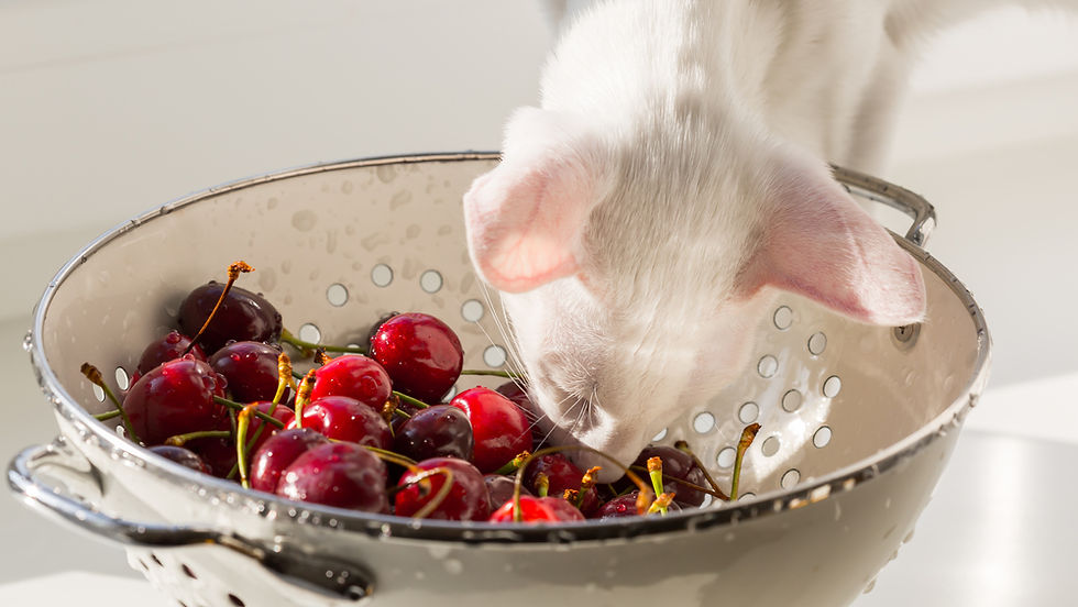 White kitten sniffs cherries in a metal colander on a sunlit kitchen counter. Bright red cherries contrast with the kitten's fur.