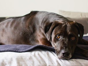anxious dog sitting on a bed