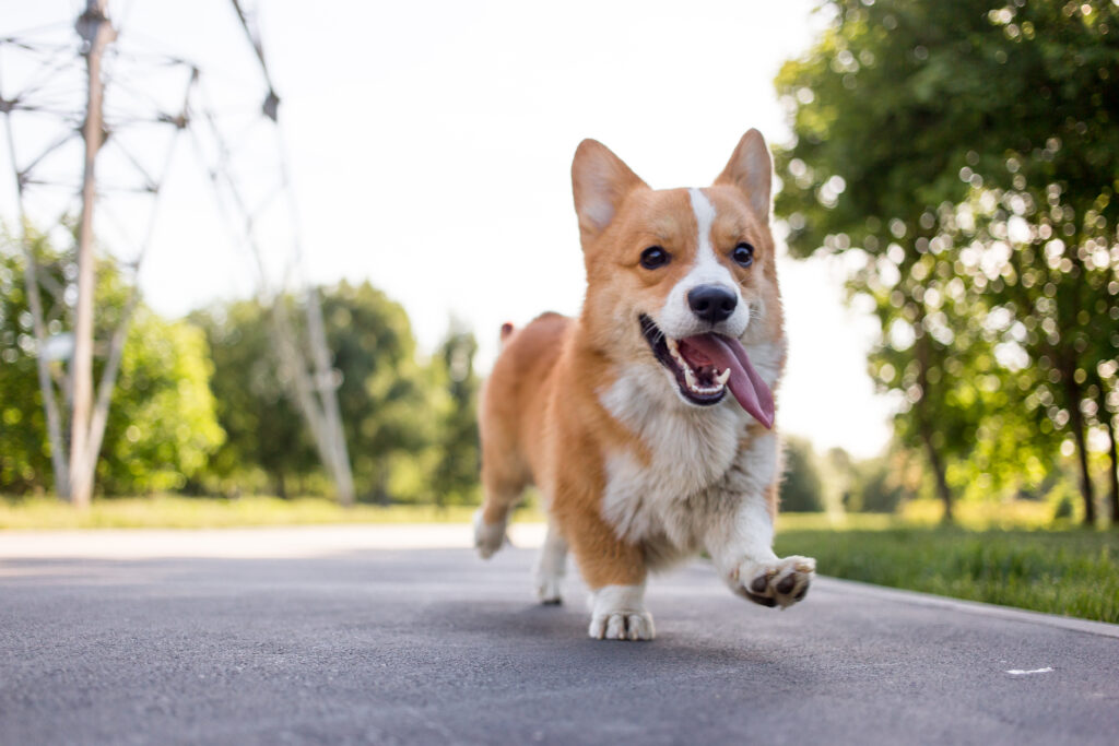 Corgi joyfully running on a paved path, tongue out, in a park with trees and power lines in the background on a sunny day.
