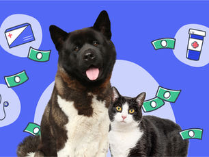 dog and cat surrounded by dollars and medical devices used for routine care