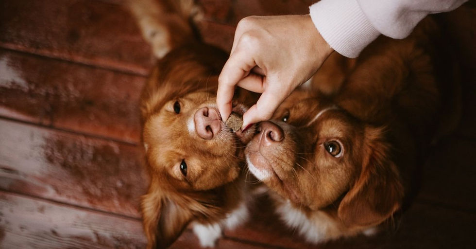 Two puppies with brown fur eagerly sniff a treat held by a hand on a wooden floor, creating a warm and expectant mood.