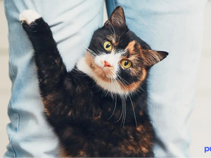 cat looking for love an attention from owner