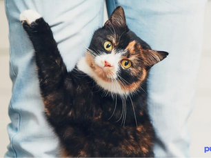 cat looking for love an attention from owner