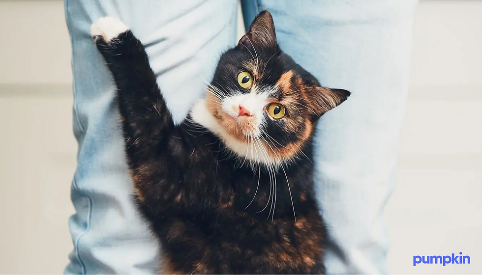 Does My Cat Love Me? 11 Ways They Show Love