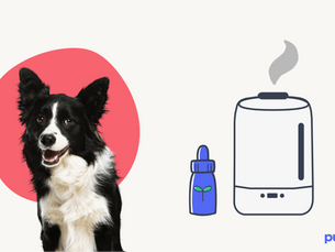 dog standing next to essential oils and diffuser