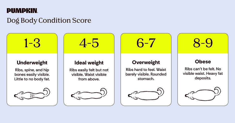 Pumpkin dog body condition score chart with four panels: underweight, ideal, overweight, obese, each with dog outline icons.