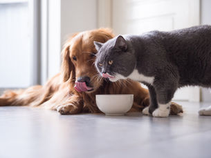 dog and cat eating something off of the floor