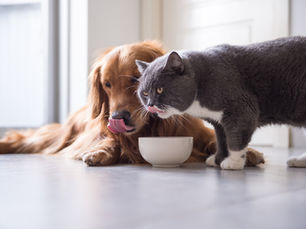 dog and cat eating something off of the floor