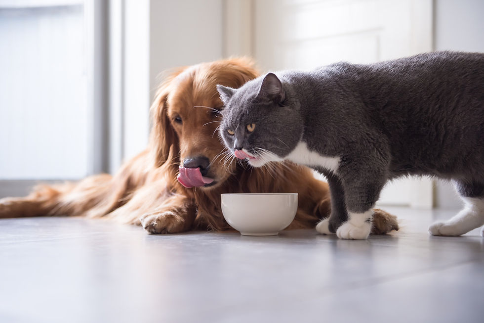 Why Do Pets Eat EVERYTHING?