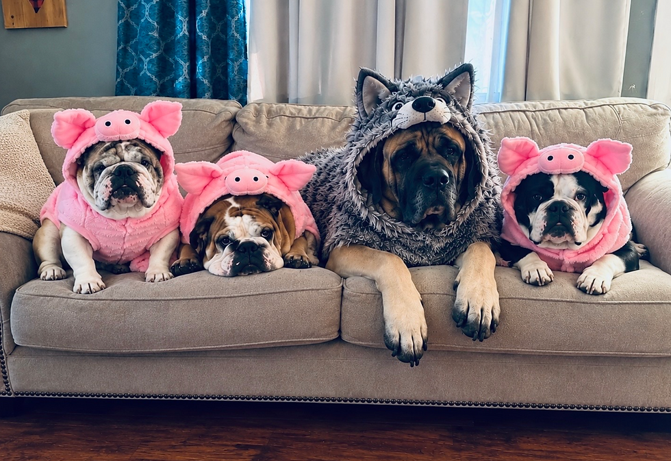 Four dogs in pink pig and gray wolf hoodies lounge on a beige couch in a cozy living room, looking calm and adorable.