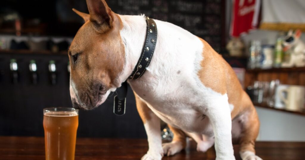 Dog on a bar sniffing a beer