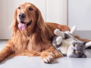 older golden retriever 