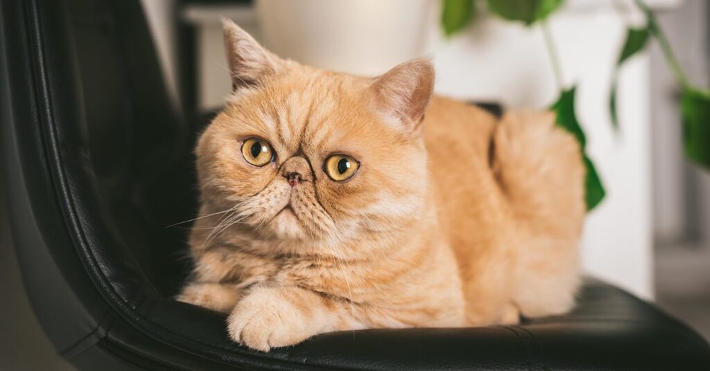 exotic shorthair cat with orange coat